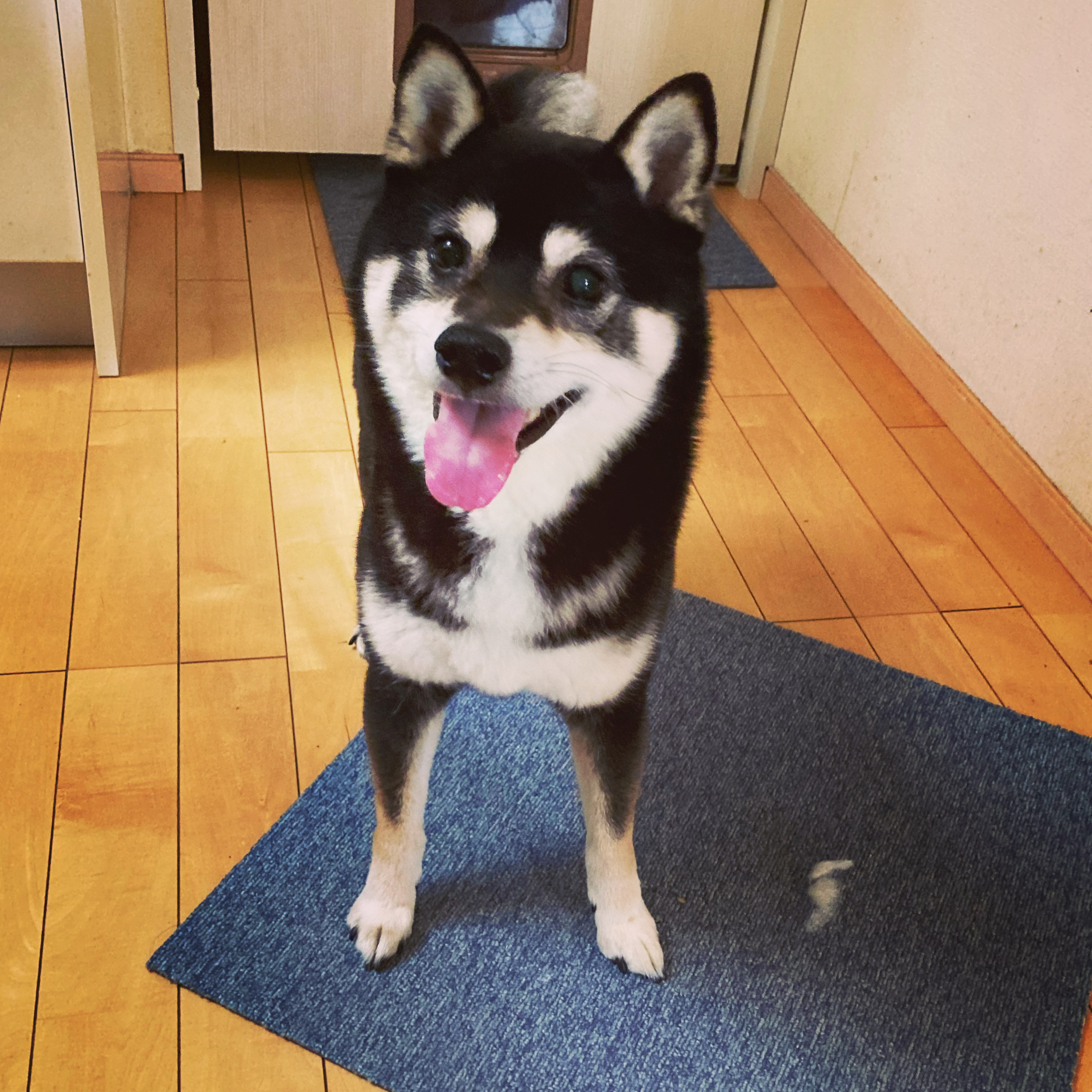 可愛いペット達のお世話代行!